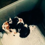 버림받은 고양이.. 쿠우한테 필요한 물건들 알려주세요^^!
