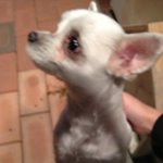 (글내림) 유기견, 마음이 <b>심란</b>합니다. 도와주세요. (+추가)