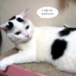 [냥판] 대두김용배의 내가 나가던지!!!!!!!