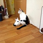 [냥판] 대두김용배의 도플갱어를 세번 보면 ..