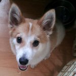 [<b>오산시</b>]강아지를 찾습니다