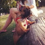 [2탄] 순둥이 프렌치 <b>불독</b> 엔죠!