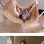 <b>성장</b>하면서 순수함을 잃은 냥이