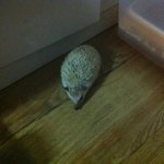 [분양완료]사랑하는 우리 고슴도치 6식구들'-'