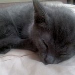 [냥판] 8마리 냥이와 함께.. 러시안블루 <b>제리</b> 1편