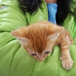 <b>두</b><b>달</b>된 아기길냥이 분양해요ㅠㅠ