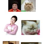 [고슨상이바] 못생긴 <b>이바</b>>요리가 이혜정님 닮은 고양이. 기념 비교샷...