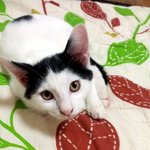 [냥판] 대두김용배의 아, 아니 봉구이야기 !