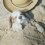 모래<b>찜질</b>을 즐기는 멍멍이,귀엽다~~귀여운 모래<b>찜질</b>을 즐기는 멍멍이