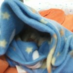 [냥판}우리집 냥이 똥꼬 와 쁜이 성장기 :)