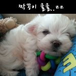 토깽이 빙의된 우리 꼬망망