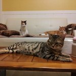 [냥판]우리집 고양이들을 소개하겠슴.니다