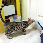 [냥판] 뱅갈고양이 꼬마콩을 소개합니다.