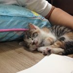 아기고양이 ~ <b>셀프</b>