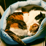 급하게 장기 탁묘처를 찻습니다(암수 한쌍/중성화완료/코숏/거묘)