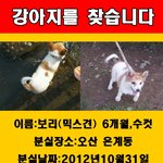 경기도 <b>오산</b> 은계동 강아지찾아요ㅜㅜ