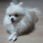 울산@얼짱포메모녀 <b>진주</b> 옹주1탄