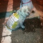 임신한<b>채로</b> 버려진 강아지..ㅠㅠ