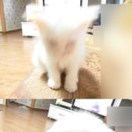 [냥판] 똥꼬<b>발랄</b> 3개월 아깽이 콩콩콩콩콩