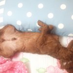 가출 일주일째ㅠ 진짜 그립고 눈물이 나네요..ㅠ