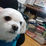 성남시 태평동에서 잃어버린 말티즈 ,루이를 찾습니다!! ㅠㅠㅠ 제발...