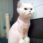 [냥판] 8마리 냥이와 함께.. 페르시안 구름아저씨