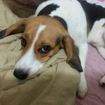 7탄) 주인<b>바라</b>개 야롱이