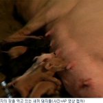 이것이 색 시한 한국여성의 <b>실체</b>와 본질임
