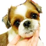 어느덧 함께한지 한달이된 (유기<b>견이</b>였던)다운이!!!!!!