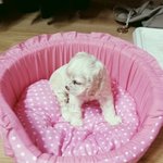 아메리칸 코카스파니엘 <b>버프</b>색 새끼 여아 분양합니다(+용품포함)