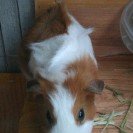 [기니<b>피그</b>판] 9개월된 모히칸 기니<b>피그</b>