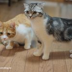 유봉인 스토커냥!??(유봉이네판)