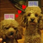 [사진有]개부자집 명박상득  코딱지 구경