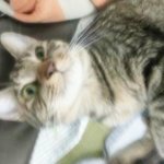 <b>이</b>녀석 <b>짝</b>을 구하고있습니다 [고냥이]