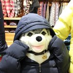 브라우니 패셔니스타로 변신!!  <b>빈폴</b> 모델로 등장^^
