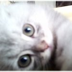 내가 친칠라당!!