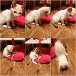 [길냥마늘네] 판에서 만난 <b>묘연</b>