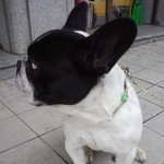 수원 성대근처에 돌아다니는 <b>견주</b>찾아요!!!