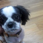 강아지 주인을 찾습니다. 수원 칠보산 <b>시츄</b>?