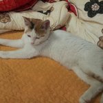 고양이 잃어버리신분~ (길고양이 보호 중이에요)