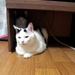 [냥판] <b>대두</b>김용배의 봉구야 빠빠잉ㅜ