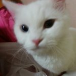 *냥판* 내뽀내찬 게임하는 고양이 2