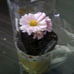 유행타서 <b>화분</b>케이크 만들어봄