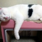 [냥판] <b>대두</b>김용배의 꼬집꼬집은 시졍