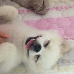 *화이트포메 별이* 한순간에 치와와가 됐어요@_@ (사진有)  +...