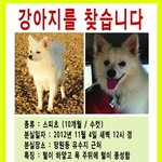 <b>망원동</b> 유수지 근처 잃어버린 강아지를 찾습니다!