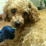[푸들] 우리 김강  미용 전 후 라고 해야하나..