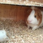 [기니피그판] 9개월된 모히칸 기니피그 2