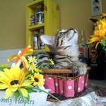 [냥판] 코쟁이 뱅갈고양이 꼬마콩의 두번째 코사진