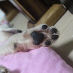 3탄 아프칸하운드 버들이